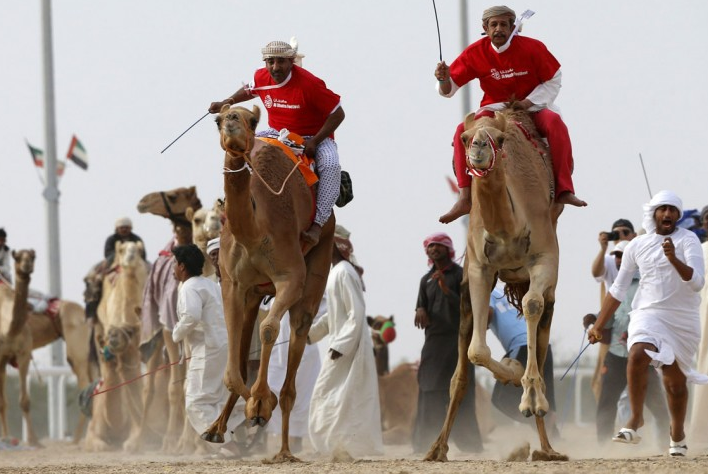 racing-meds.com horse camel greyhound eagle